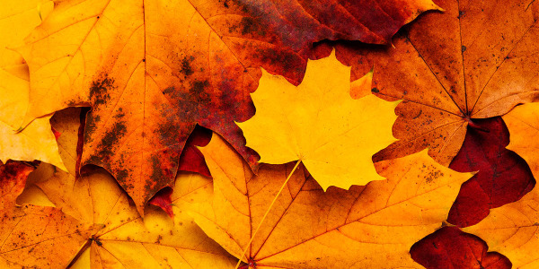 EL OTOÑO HA LLEGADO