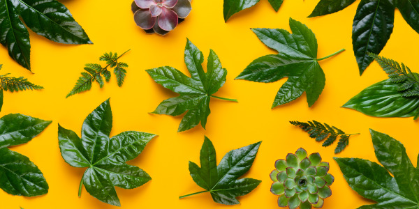 26 DE ENERO: DÍA MUNDIAL DE LA EDUCACIÓN AMBIENTAL